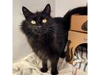 Tracy, Domestic Shorthair For Adoption In Kamloops, British Columbia