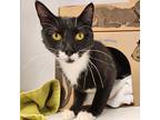 Vicky, Domestic Shorthair For Adoption In Kamloops, British Columbia