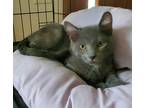 Buttercup, Domestic Shorthair For Adoption In Sioux Falls, South Dakota