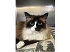 Madilynne, Snowshoe For Adoption In Vancouver, British Columbia