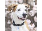 Buddy Blue, American Pit Bull Terrier For Adoption In Golden, Colorado