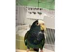 Mcfly, Parrot - Other For Adoption In Burnaby, British Columbia