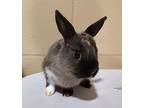 Little Sparrow, Netherland Dwarf For Adoption In Vancouver, Washington