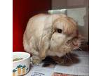Sir Teddy, Lop, Holland For Adoption In Vancouver, Washington