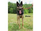 Bruno German Shepherd Dog Young Male