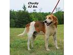 Chucky Hound (Unknown Type) Adult Male