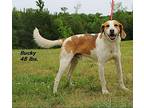 Bucky Hound (Unknown Type) Adult Male