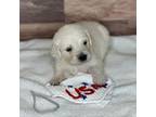 Golden Retriever Puppy for sale in Mount Carmel, IL, USA