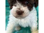 Poodle (Toy) Puppy for sale in Clarksville, TN, USA