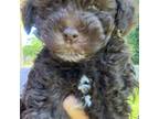 Poodle (Toy) Puppy for sale in Clarksville, TN, USA