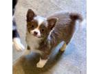 Chihuahua Puppy for sale in Dover, OH, USA
