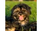 Shih Tzu Puppy for sale in Savannah, TN, USA