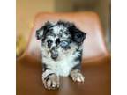 Mutt Puppy for sale in Post Falls, ID, USA