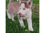 Siberian Husky Puppy for sale in Green Springs, OH, USA