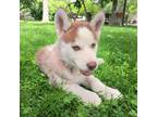 Siberian Husky Puppy for sale in Green Springs, OH, USA