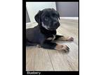 Blueberry Mixed Breed (Medium) Puppy Male
