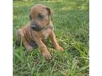 Rhodesian Ridgeback Puppy for sale in Valdosta, GA, USA