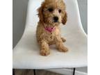 Cavapoo Puppy for sale in Emmett, ID, USA
