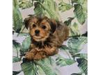 Mutt Puppy for sale in Gwynn Oak, MD, USA