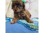 Mutt Puppy for sale in Naples, FL, USA
