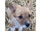 Pembroke Welsh Corgi Puppy for sale in Quaker City, OH, USA
