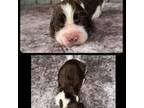 English Springer Spaniel Puppy for sale in Winchester, KY, USA