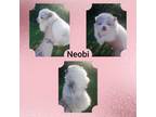 Pomeranian Puppy for sale in Oologah, OK, USA