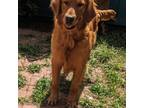 Golden Retriever Puppy for sale in Johnstown, CO, USA