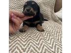 Dachshund Puppy for sale in Manteca, CA, USA