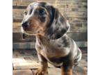 Dachshund Puppy for sale in Conneautville, PA, USA