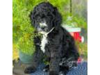 Golden Mountain Dog Puppy for sale in Greensburg, KY, USA