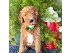 Goldendoodle Puppy for sale in Greensburg, KY, USA