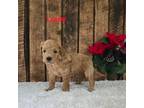 Mutt Puppy for sale in Pittsford, MI, USA
