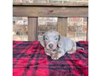 Dachshund Puppy for sale in Stonewall, OK, USA