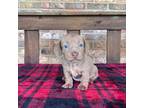 Dachshund Puppy for sale in Stonewall, OK, USA
