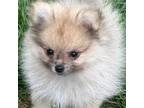 Pomeranian Puppy for sale in Newbury Park, CA, USA