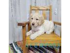 Goldendoodle Puppy for sale in Jacksonville, NC, USA
