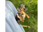 Dachshund Puppy for sale in Selmer, TN, USA