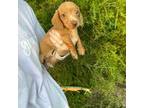 Dachshund Puppy for sale in Selmer, TN, USA