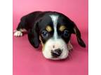 Dachshund Puppy for sale in Dora, MO, USA