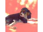 Cavalier King Charles Spaniel Puppy for sale in Roseville, CA, USA
