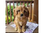 Cavapoo Puppy for sale in Newport, PA, USA
