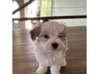Maltese Puppy for sale in Lone Tree, CO, USA