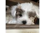 Maltese Puppy for sale in Lone Tree, CO, USA