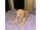 Poodle (Toy) Puppy for sale in Fresno, CA, USA