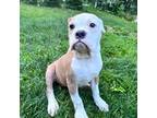 Olde English Bulldogge Puppy for sale in Durham, CT, USA