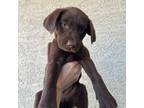 Labrador Retriever Puppy for sale in Avondale, AZ, USA