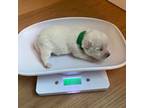 West Highland White Terrier Puppy for sale in Reed City, MI, USA