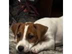 Parson Russell Terrier Puppy for sale in Brenham, TX, USA