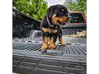 Rottweiler Puppy for sale in Winfield, KS, USA